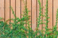 Beautiful Green ivy leaves climbing on wooden wall. wood planks covered by green leaves. Royalty Free Stock Photo