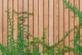 Beautiful Green ivy leaves climbing on wooden wall. wood planks covered by green leaves. Royalty Free Stock Photo