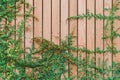 Beautiful Green ivy leaves climbing on wooden wall. wood planks covered by green leaves. Royalty Free Stock Photo