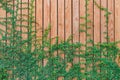 Beautiful Green ivy leaves climbing on wooden wall. wood planks covered by green leaves. Royalty Free Stock Photo