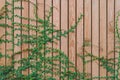 Beautiful Green ivy leaves climbing on wooden wall. wood planks covered by green leaves. Royalty Free Stock Photo