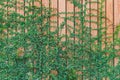 Beautiful Green ivy leaves climbing on wooden wall. wood planks covered by green leaves. Royalty Free Stock Photo