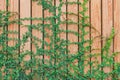 Beautiful Green ivy leaves climbing on wooden wall. wood planks covered by green leaves. Royalty Free Stock Photo