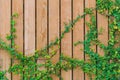 Beautiful Green ivy leaves climbing on wooden wall. wood planks covered by green leaves. Royalty Free Stock Photo