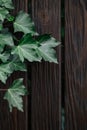 Beautiful green ivy leaves on the wooden wall Royalty Free Stock Photo