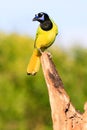 Beautiful green jay Royalty Free Stock Photo