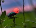 Beautiful green jewelbug in senset time.