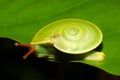 Beautiful green land snail Rhinocochlis nasuta Royalty Free Stock Photo