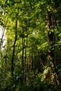 Beautiful green landscape in the amazon rainforest