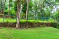 Beautiful green landscaping with Green tropical park landscape plants in the Asian garden