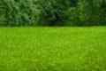 Beautiful green lawn with freshly mown grass outdoors Royalty Free Stock Photo