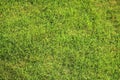 Beautiful green lawn perfectly cut for background Royalty Free Stock Photo