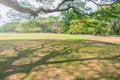 Beautiful green lawn and trees with blue sky in public park. Royalty Free Stock Photo