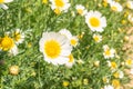 Beautiful green lawn with white fresh chamomile flowers lit by sunlight