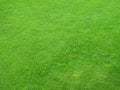 Beautiful green lawns Royalty Free Stock Photo