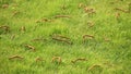 Beautiful green lawns perfectly cut for background Royalty Free Stock Photo