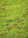 Beautiful green lawns perfectly cut for background Royalty Free Stock Photo