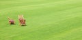 Beautiful green lawns perfectly cut background Royalty Free Stock Photo