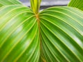 Beautiful Green leaf baby coconut Royalty Free Stock Photo