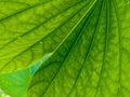 Beautiful green leaf background and taxture images