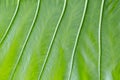 Beautiful green leaf background with vertical thick veins.Uneven bright texture and leaves structure.Natural textural surface