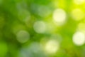 Beautiful green leaf blur background