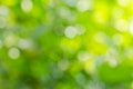 Beautiful green leaf blur background