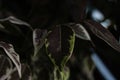 Beautiful green leaf in the center of the frame followed by a terrifying black and gray background