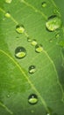 Beautiful green leaf with drops of water. Royalty Free Stock Photo