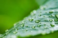 Green leaf and water drops, morning sunny macro view. Amazing ecology nature concept, leaf texture and beautiful drops Royalty Free Stock Photo