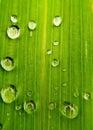 Beautiful green leaf with drops of water Royalty Free Stock Photo