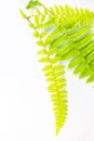 Beautiful green leaf fern vertical style on an isolated white background Royalty Free Stock Photo