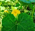 Beautiful green leaf and flowers of pumpkin plant Royalty Free Stock Photo