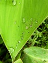 Canna leaf and dew Royalty Free Stock Photo