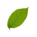 Beautiful green leaf isolate on white background Royalty Free Stock Photo