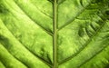 beautiful green leaf macro graphy. High quality photo