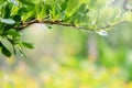 Beautiful green leaf nature background. Royalty Free Stock Photo