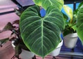 The beautiful green leaf of Philodendron El Choco Red, a popular and rare houseplant Royalty Free Stock Photo