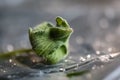 Beautiful green leaf on the plastic surface with water drops, close-up Royalty Free Stock Photo