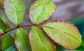 Beautiful green leaf rose with rain drops. Royalty Free Stock Photo