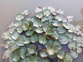 A green leaf scene in the water