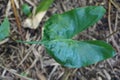 Beautiful Green Leaf Shape Of Alocasia Stingray, A Tropical Plant