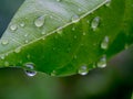 Beautiful green leaf texture with drops of water Royalty Free Stock Photo