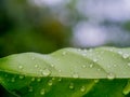 Beautiful green leaf texture with drops of water Royalty Free Stock Photo