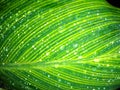 Beautiful green leaf texture with little drops of water Royalty Free Stock Photo