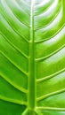 Beautiful green Leaf texture look cool and fresh