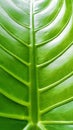 Beautiful green Leaf texture look cool and fresh