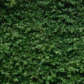 Beautiful Green leaf wall and background Royalty Free Stock Photo