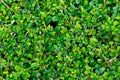 Beautiful green leaf wall for background Royalty Free Stock Photo
