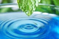 Beautiful green leaf with water drop on blue background, closeup Royalty Free Stock Photo